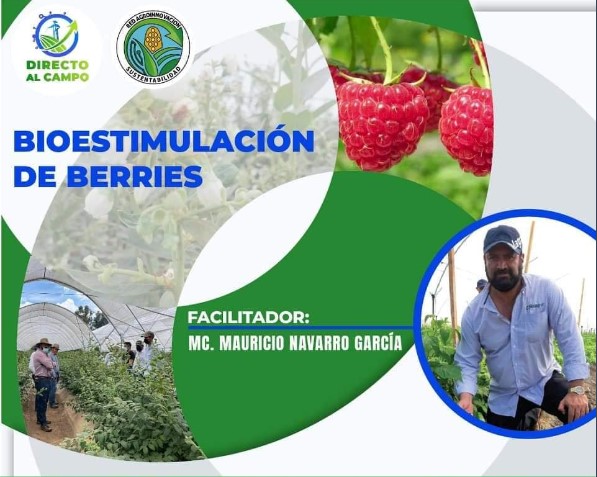 Bioestimulación de berries