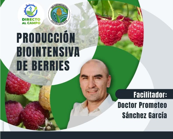 Producción biointensiva de Berries