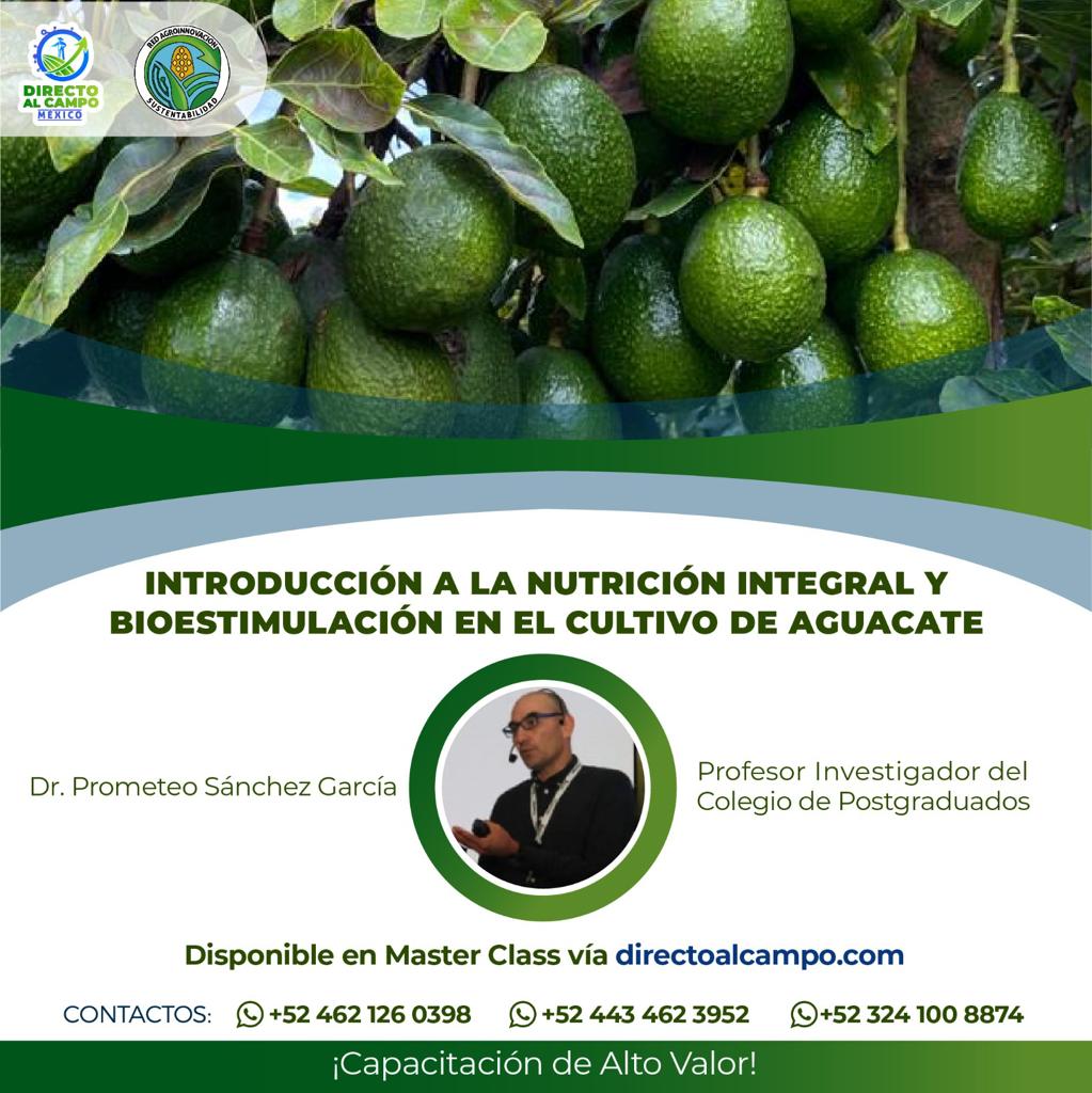 Nutrición integral y bioestimulación en el Cultivo de Aguacate