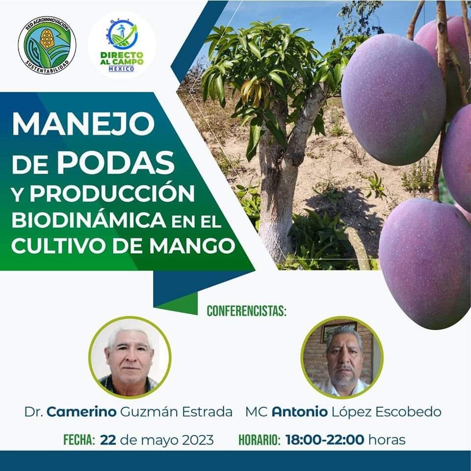 Manejo de podas y producción biodinámica en el cultivo de mango