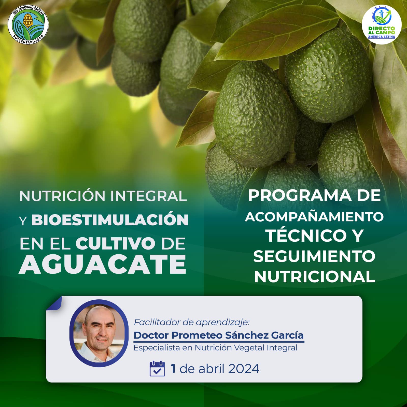 Cultivo de Aguacate: Nutrición Integral y Bioestimulación