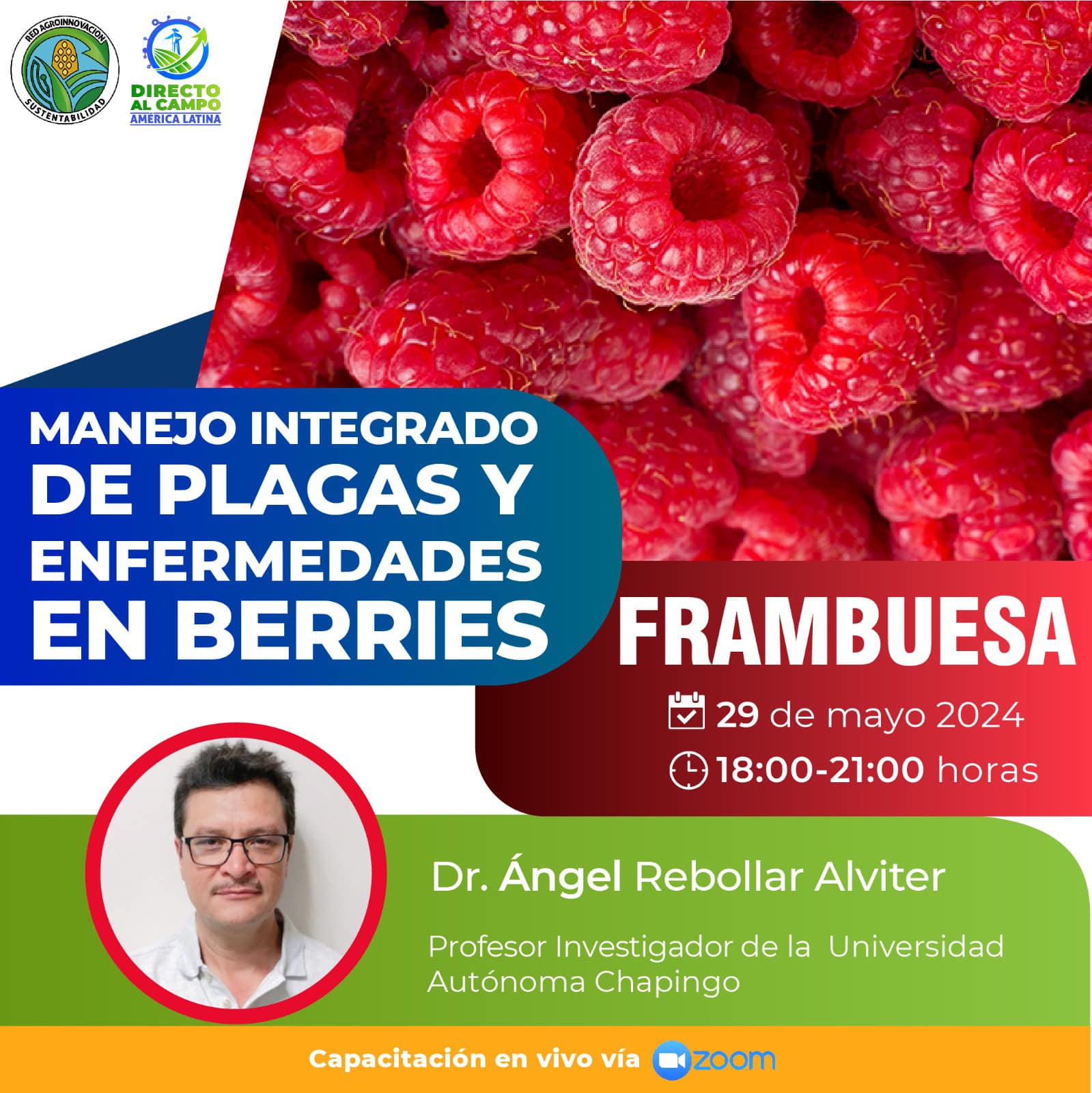 Manejo Integrado de Plagas y Enfermedades en Berries- Frambuesa