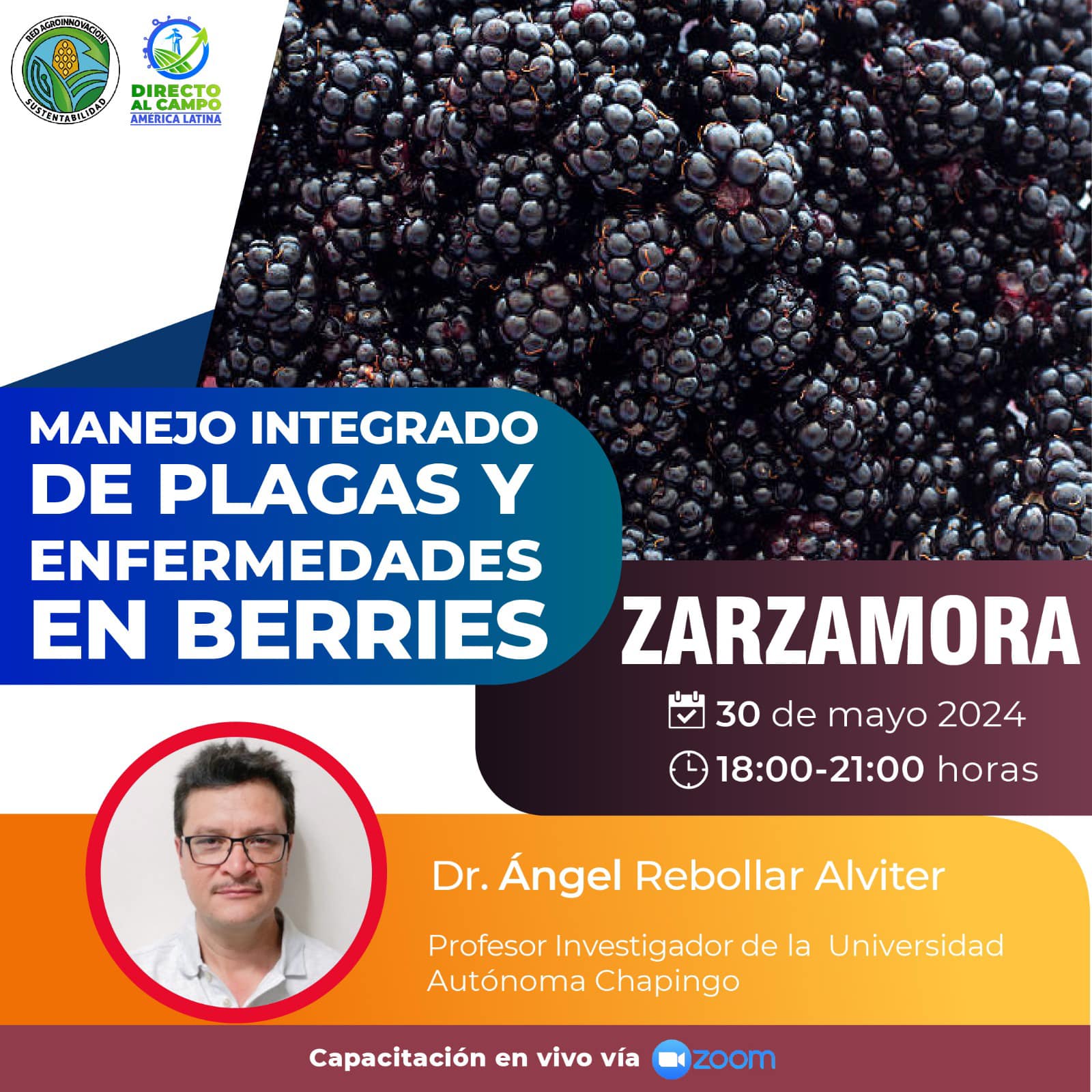 Manejo Integrado de Plagas y Enfermedades en Berries – Zarzamora