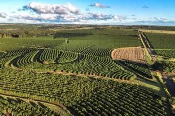 Agricultura Regenerativa: Un Enfoque Sostenible para el Futuro