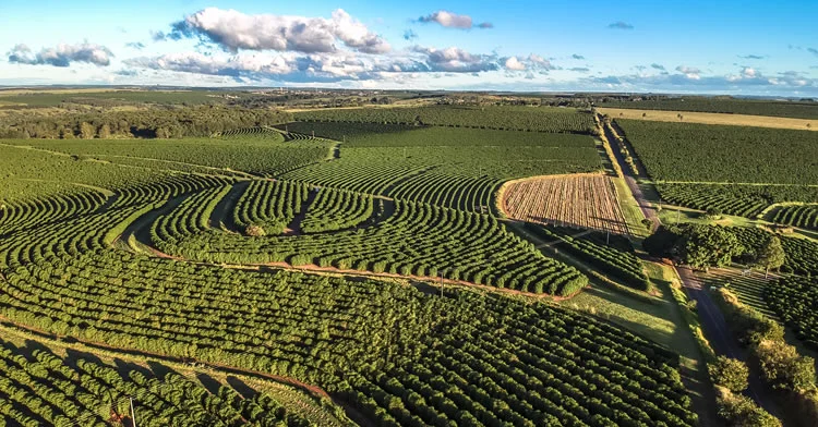 Agricultura del Futuro: ¿Por Qué la Agricultura Regenerativa Supera a la Convencional?