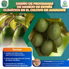 Diseño de Programas de Manejo de Estrés Climático en el Cultivo de Aguacate